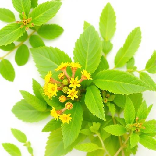 Horny Goat Weed